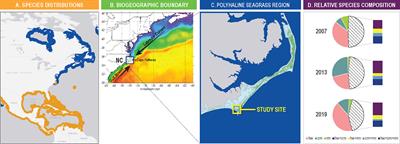 The Abundance and Persistence of Temperate and Tropical Seagrasses at Their Edge-of-Range in the Western Atlantic Ocean